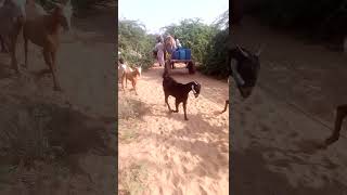 Bakriyan 🐐 🐪aur honth gada video [upl. by Aihsyn393]