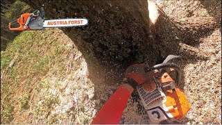 Holzfällen Stihl 400 C UNCUT [upl. by Hteb971]