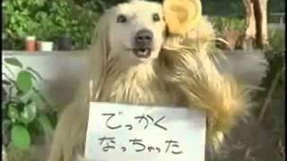 Comercial de Japón perro perturbador [upl. by Amadeo]