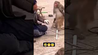 monkey monkey funny video bander funny funfunnymemes funnyanimals comedy man vs monkeyfunny [upl. by Wain]