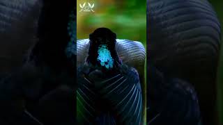 Most Amazing Birds on Earth  Cute Bird Mating Dance  Stunning Nature  Breathtaking Nature [upl. by Darej]