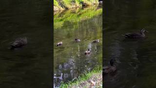 Spotbilled duck P82 👀 birds wildlife nature [upl. by Amethist]