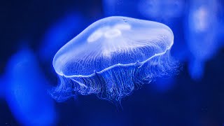 Water Sounds Jellyfish Aquarium 4k 🎧 Best with Headphones Underwater White Noise for Relaxation [upl. by Yenolem]