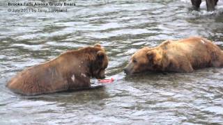 Grizzly Bears Fighting Over Salmon [upl. by Nytsud]