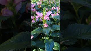 Pink Turtlehead Chelone lyonii in Plantain Family Plantaginaceae  Observed in Description [upl. by Hurd586]