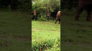 Dont come near me🐘🐘🥰😂elphents forest jungle animals youtubeshorts [upl. by Pinebrook690]