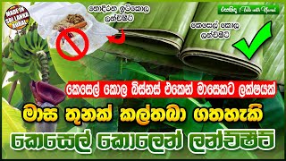 කෙසෙල් කොලෙන් මාසෙට ලක්ෂයක්  බත් ඔතන ලන්ච්ෂීට් ව්‍යාපාරයක් පටන්ගමු  Kesel Kola Lunch Sheet [upl. by Nairoc]