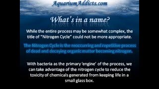 The Nitrogen Cycle [upl. by Salomo]