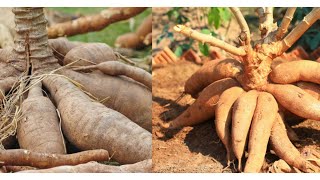 Comment faire pousser du manioc pour une récolte rapide et un rendement optimal [upl. by Acimot248]