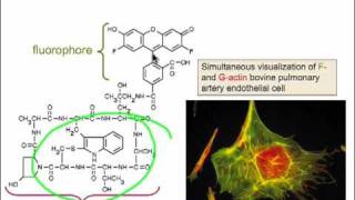 Fluorescence and Molecular Probes 36 [upl. by Aicrop450]