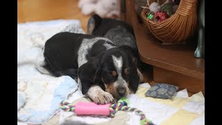 Love these 8 week BLUETICK COONHOUND FEMALE PUPPIES [upl. by Yliab]