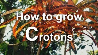 how to grow crotons [upl. by Nazay]