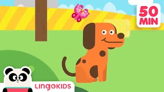 BINGO THE DOG 🐶 More Popular Songs for Kids  Lingokids [upl. by Lotsirhc]