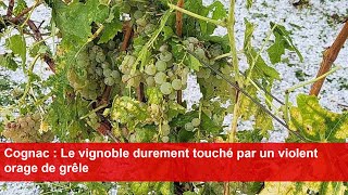 Cognac  Le vignoble durement touché par un violent orage de grêle [upl. by Godiva]