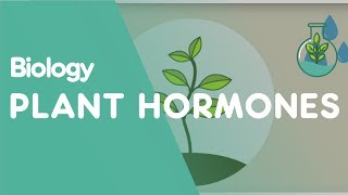 Plant Hormones Tropisms  Plants  Biology  FuseSchool [upl. by Luckin]