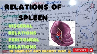 Relations of SPLEEN  spleen anatomy  Part 2 ayeshamedicaleducation [upl. by Llenrub]