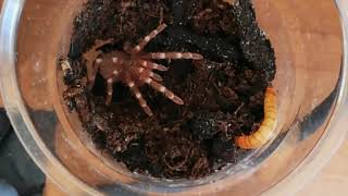 Juvenile Acanthoscurria geniculata feeding [upl. by Naitsirk786]