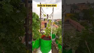 Trellis ideas 🍀 ashortaday gardening [upl. by Nitreb]