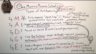 Antibody Types  One Minute Medical School [upl. by Yelsnit]