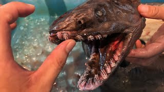 サメ図鑑ページ更新！妊娠期間が最も長い動物、ラブカ！ Chlamydoselachus anguineus Frilled shark [upl. by Chelsie]