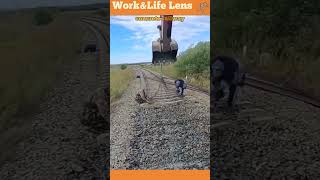 Excavator lifts concrete railway sleepers with chains ensuring safe and efficient track maintenance [upl. by Losyram376]