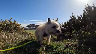 Cairn Terrier Dog’s Easter Sunday Walk in the Sun [upl. by Ellac625]