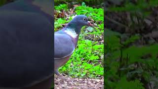 Wired Eyed Mampy Wood Pigeon Tucking Into His Vittles  Cemetery Wildlife [upl. by Idalla533]