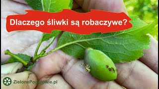 Jak zapobiec owocówce na śliwkach [upl. by Anerbes]