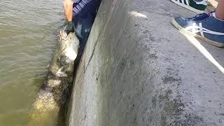 Silure un grand poisson Paris la Seine [upl. by Blondie236]