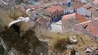 💨💨¡CIGÜEÑA NIDO Y HUEVO ARRASTRADOS POR EL VENDAVAL 💨💨 Madrigal de las Altas Torres  Nido nº 1 [upl. by Portia]