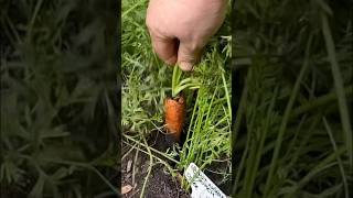 Garden harvest with carrots 🥕  August 28 2024  Connecticut Garden zone6b [upl. by Ainsley]