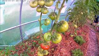 Pourquoi je taille les pieds de Tomates [upl. by Carolyn562]