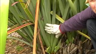 How to harvest amp clean your Harakeke NZFlax Phormium Tenax Bush [upl. by Etz405]