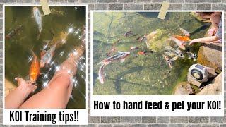 Training  How to Hand feed amp pet your KOI  Tame your KOI Fish  TIPS [upl. by Darby]