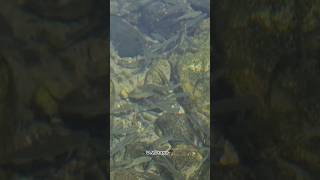 Botan valley Fish View from Tigris River fishing shortsvideo video travel nature river [upl. by Asilehc]