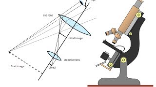 How to calculate microscope image size [upl. by Diannne164]