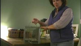 Understanding Feral Cats  Set a Feral Cat Trap [upl. by Yaras464]