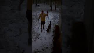 Thundersnow playing in his first snowfall husky shortsviral shorts viralvideos [upl. by Ezar22]