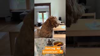 breakfast doglifeisgood doglife dog dogtime onthetable labradoodle dogeat [upl. by Sanborne]