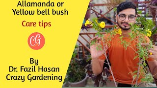 Allamanda plant care tips Dwarf bush allamanda care Yellow flowering allamanda Crazy Gardening [upl. by Namzzaj]