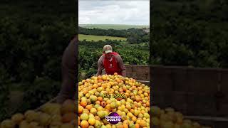 12 mil toneladas de casca de laranja foram jogadas na floresta [upl. by Spindell121]