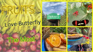 Pagkain ng Butterfly Saging at Orange Papiliorama in Krezer Switzerland🇨🇭 [upl. by Ilzel293]