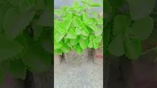 Ajwain plant plantshorts plantlover motivational [upl. by Hgielar655]