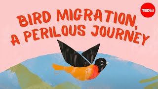 Bird migration a perilous journey  Alyssa Klavans [upl. by Swithbart282]