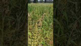 Barnyard Millet plant barnyardmillet barnyard shorts shortsfeed [upl. by Ynagoham]