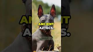 Hairless Animals  facts naturedocumentary like animals [upl. by Anauqahs]