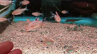 Hyphessobryconpeugeoti 寶獅燈wildfish悠遊魚坊yoyofishroom [upl. by Janette]