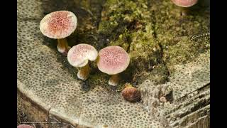 Mushroom Growing  Gymnopilus luteofolius Timelapse 1 [upl. by Sirrep]