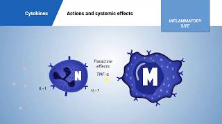 Cytokines actions and systemic effects [upl. by Ethelyn984]