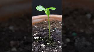 Papaya Tree Growing timelapse [upl. by Adnorahs]